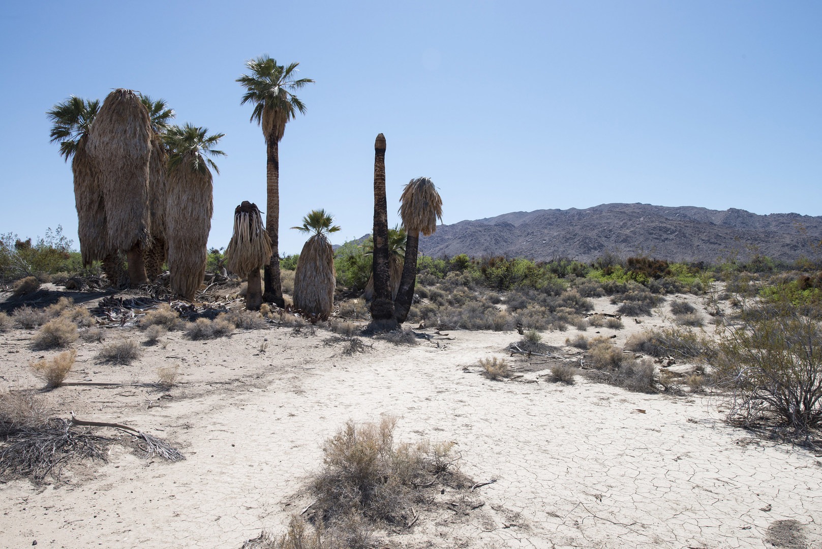 Joshua Tree National Park Outdoor Project