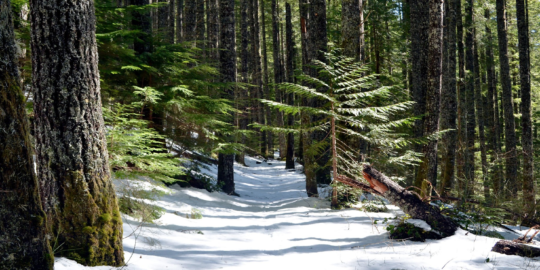 Great Snowshoeing Near Seattle Outdoor Project