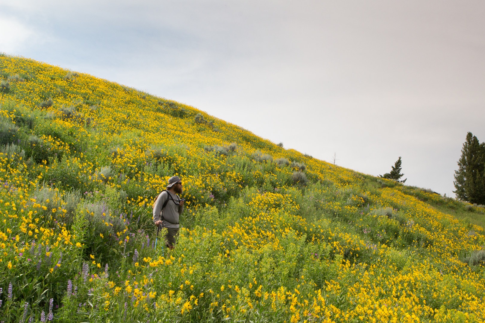 6 Best Backpacking Trips in Yellowstone National Park Outdoor Project
