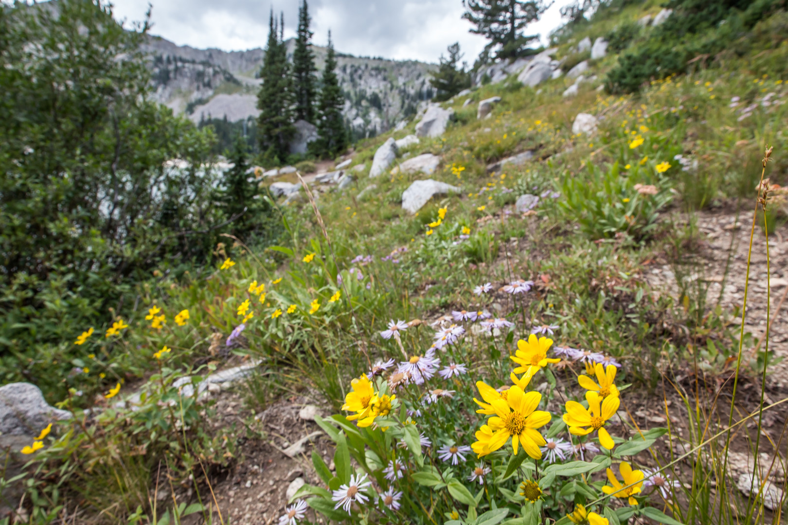 Wildflower Hikes Near Salt Lake City, Utah Outdoor Project
