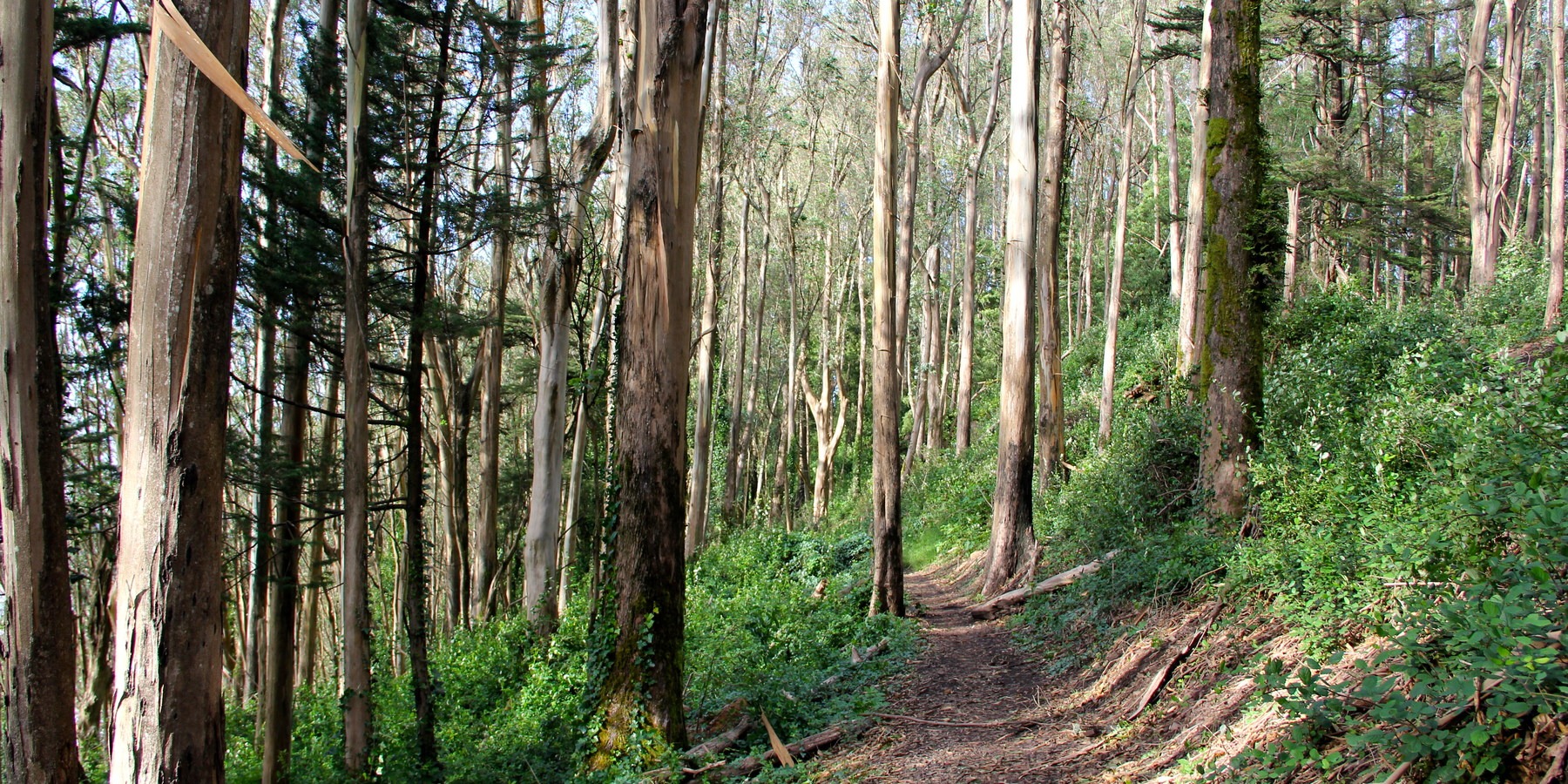 DogFriendly Trails Near San Francisco Outdoor Project