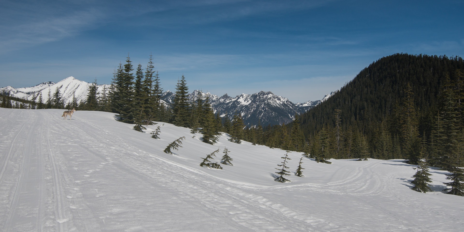 The view west from Windy Pass with Granite Mountain in the distance (5,629').