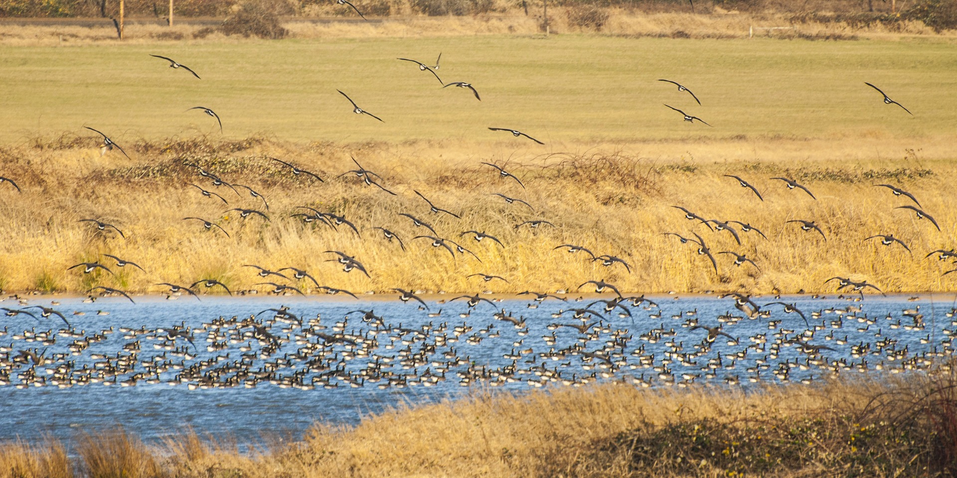 Canada geese (Branta canadensis) in Scaup Pond at Steigerwald National Wildlife Refuge.