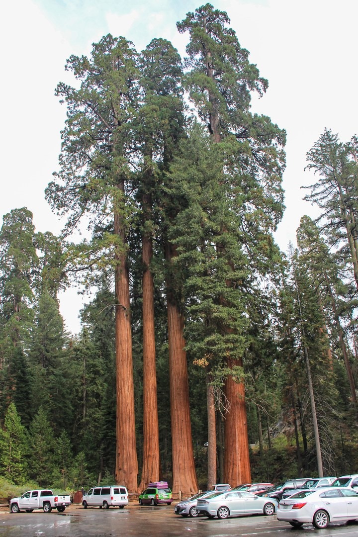 Giant sequoias dwarf the cars parked at Grant Grove.