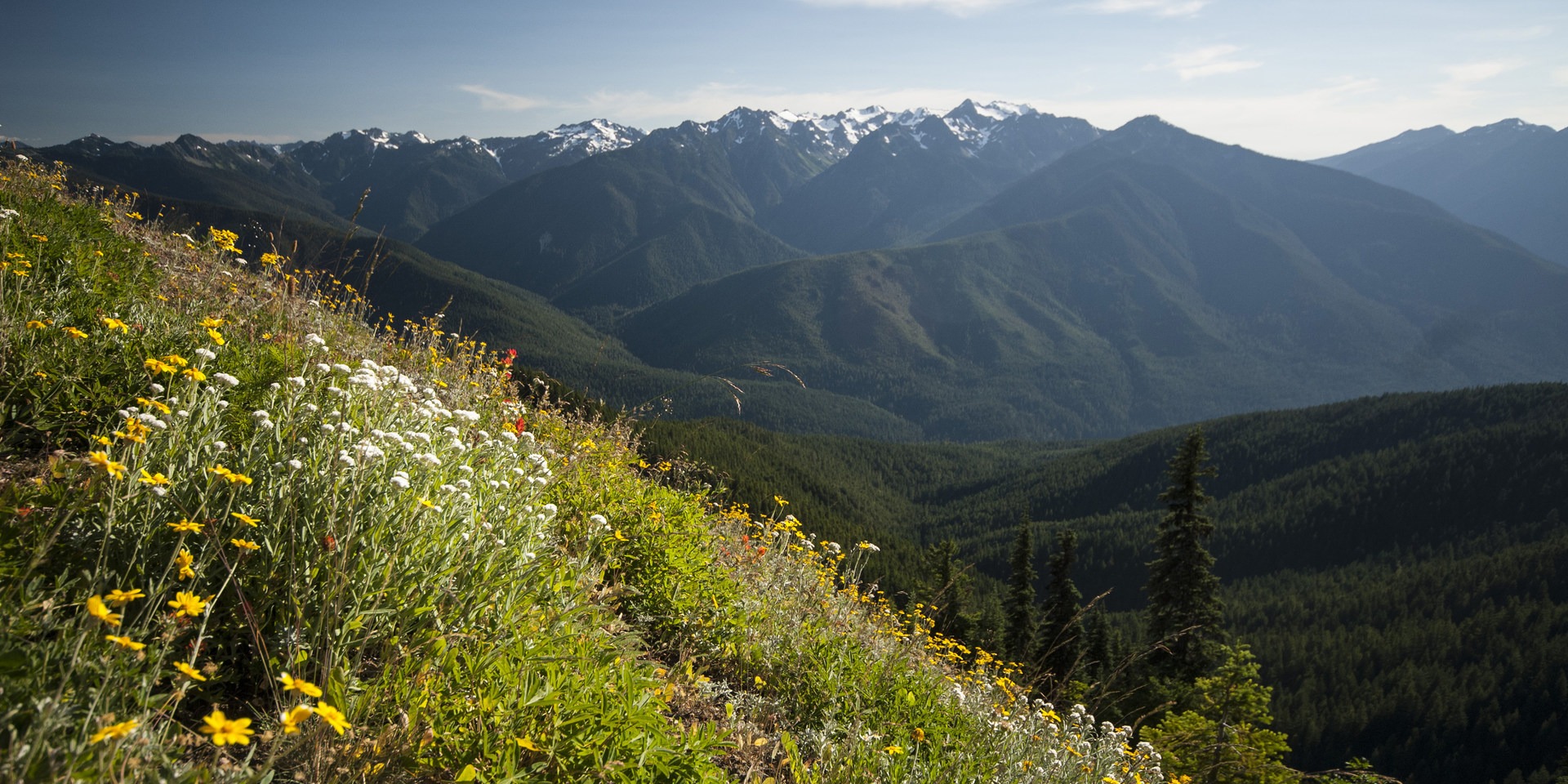 Wildflowers and views of the Elwha River Valley along the Hurricane Hill Trail.