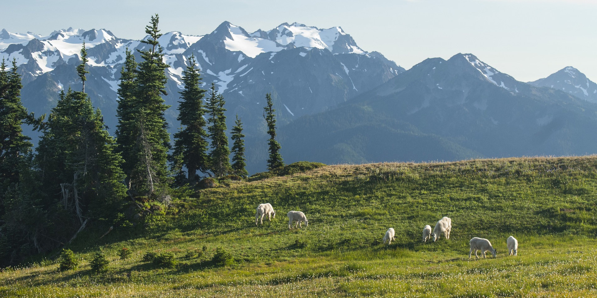 Mount Olympus (7,980 ft) and a herd of mountain goats (Oreamnos americanus) from the summit of Hurricane Hill (5,757 ft).