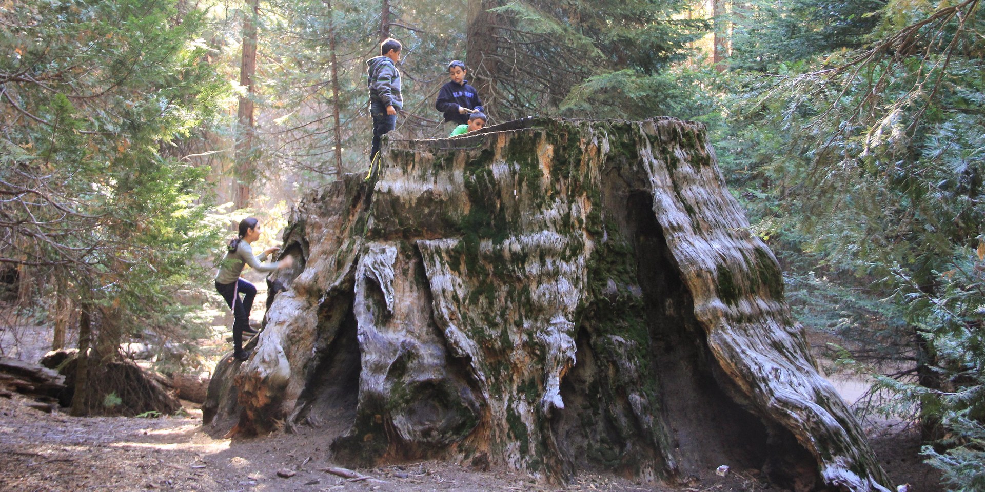 Remnants of the milling days: the trunk of a giant sequoia (Sequoiadendron giganteum).