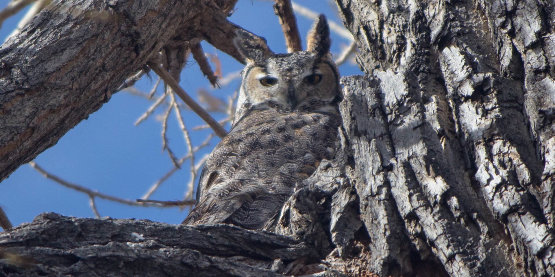 Great horned owl in Rocky Mountain Arsenal National Wildlife Refuge.