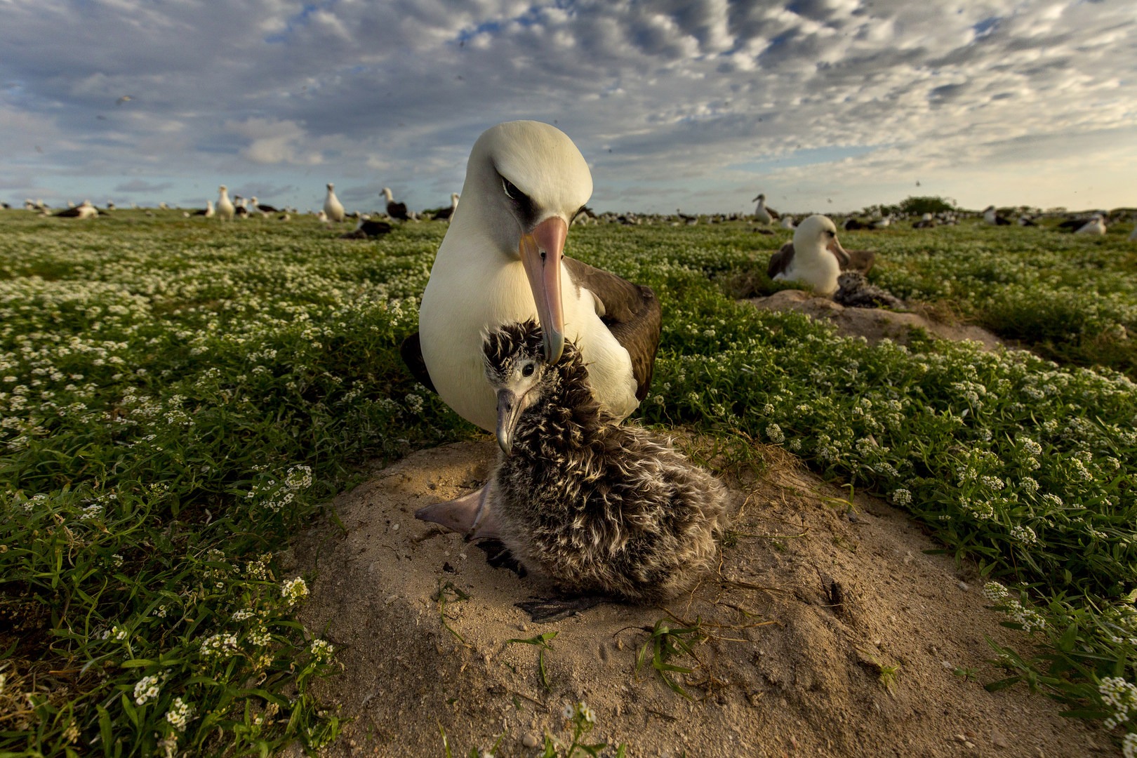 Laysan Albatross (Phoebastria immutabilis) with juvenile on Midway Atoll in the North Pacific Ocean. Photo by Ian Shive.