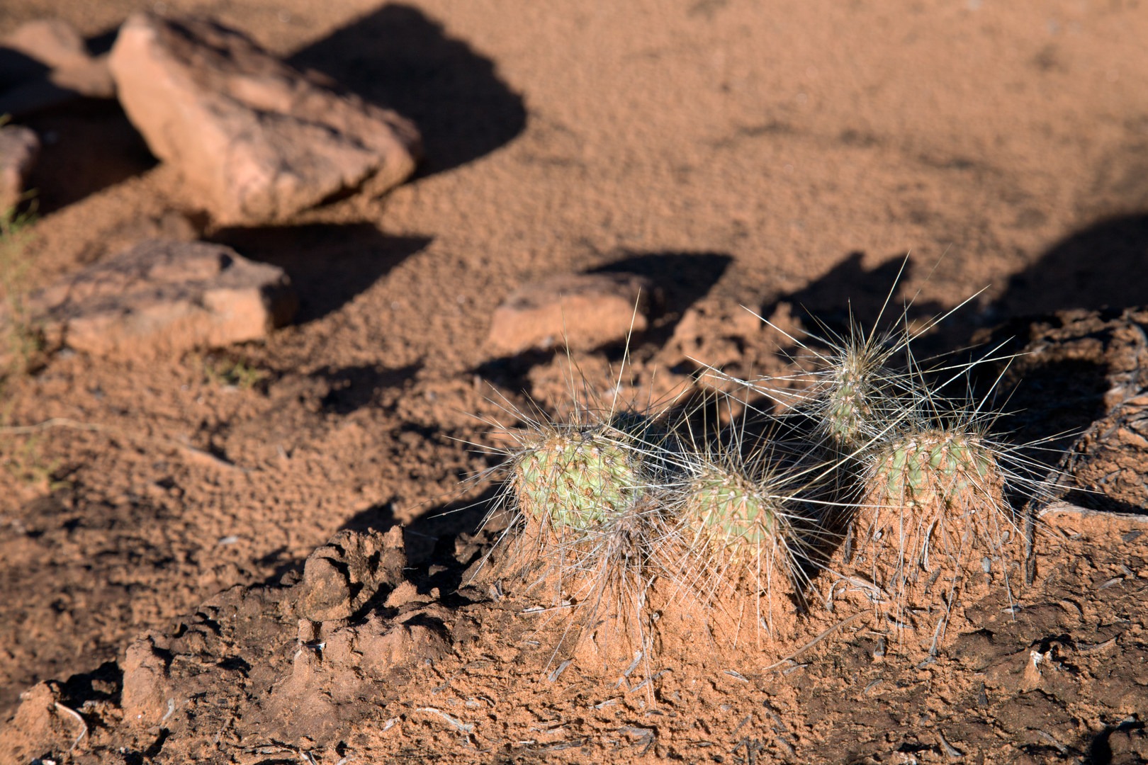 A variety of cacti thrive in this environment.
