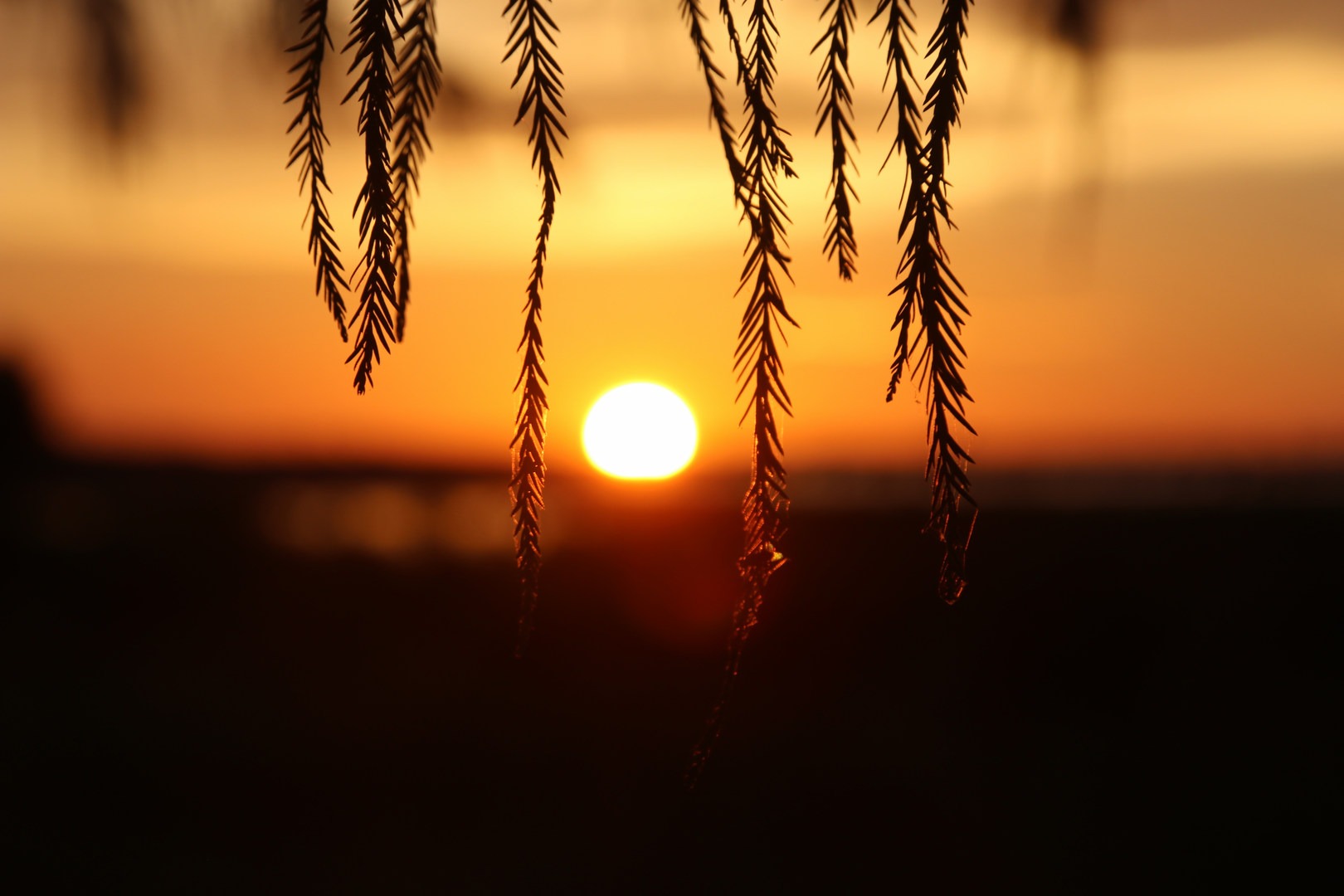 This park runs along the Atlantic to the east, and the Indian River to the west.