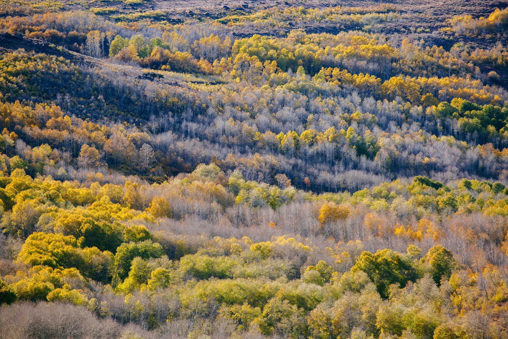 Steens Mountain Quaking Aspen Fall Foliage Outdoor Project