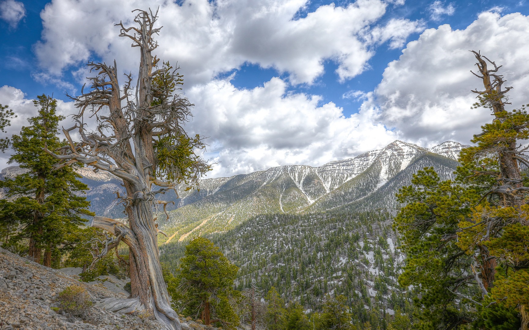 The oldest trees in Nevada.