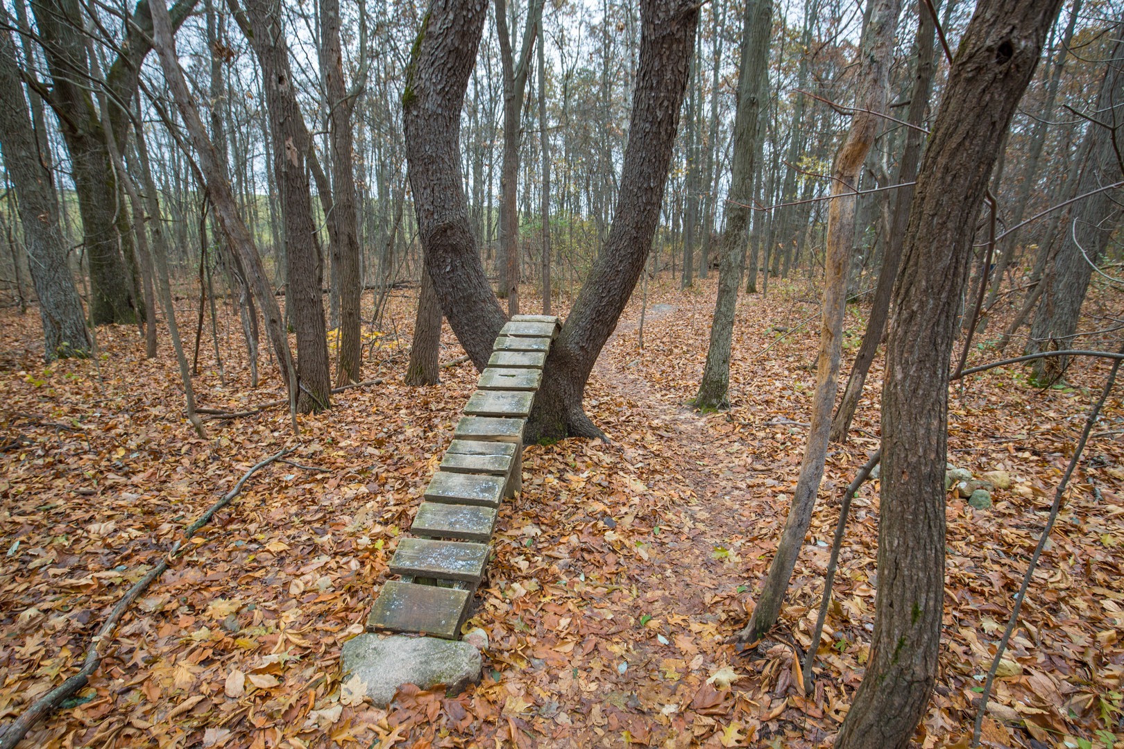 Constructed sections and man-made features make this trail interesting.