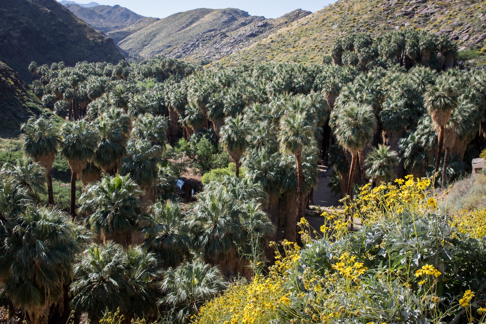 Palm Canyon, Indian Canyons.