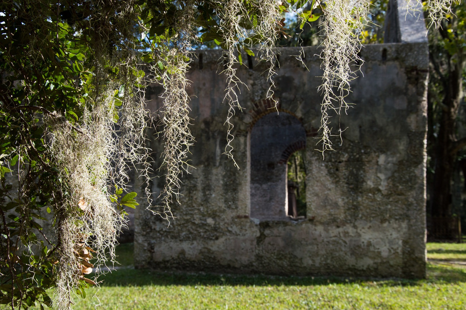 Spanish moss in the trees.