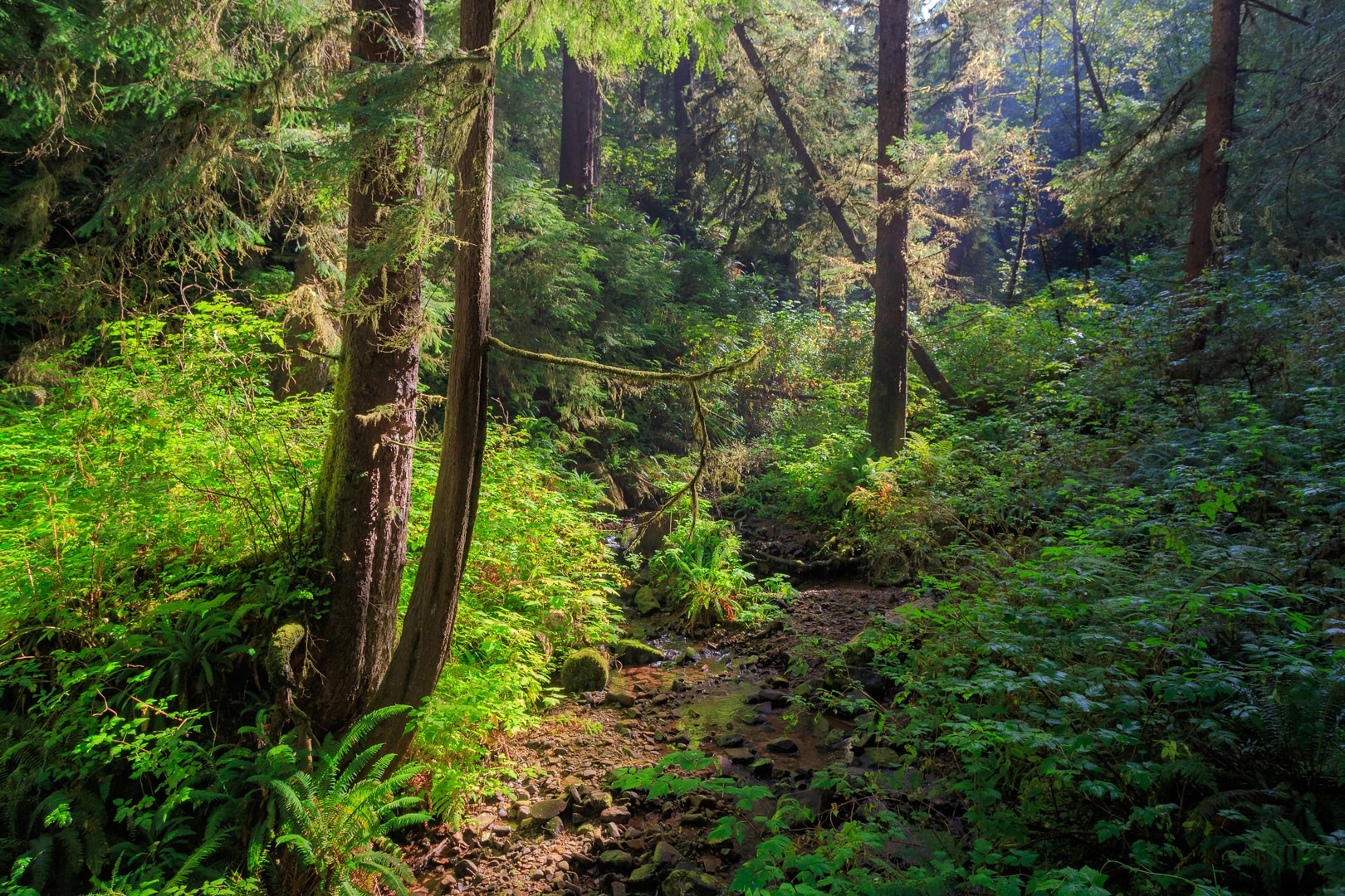 Crossing Cape Creek on the north Cape Lookout Trail.