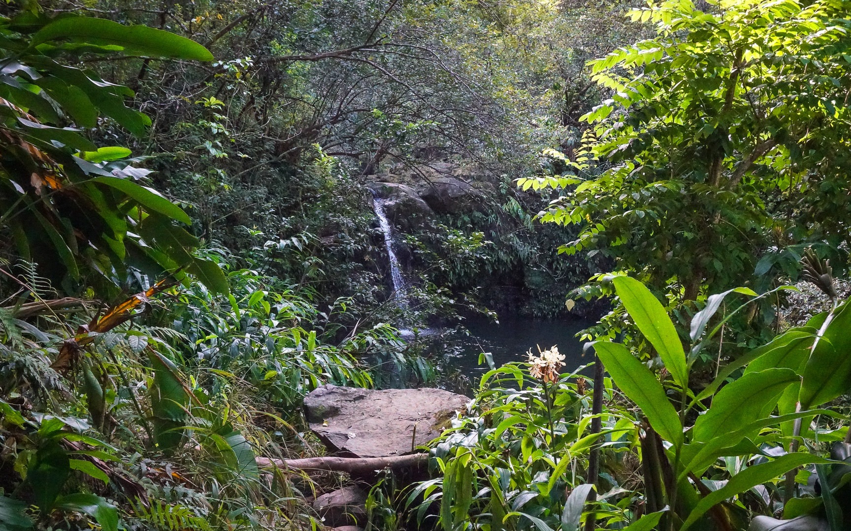 First views of Haipua'ena Falls pool from the trail.