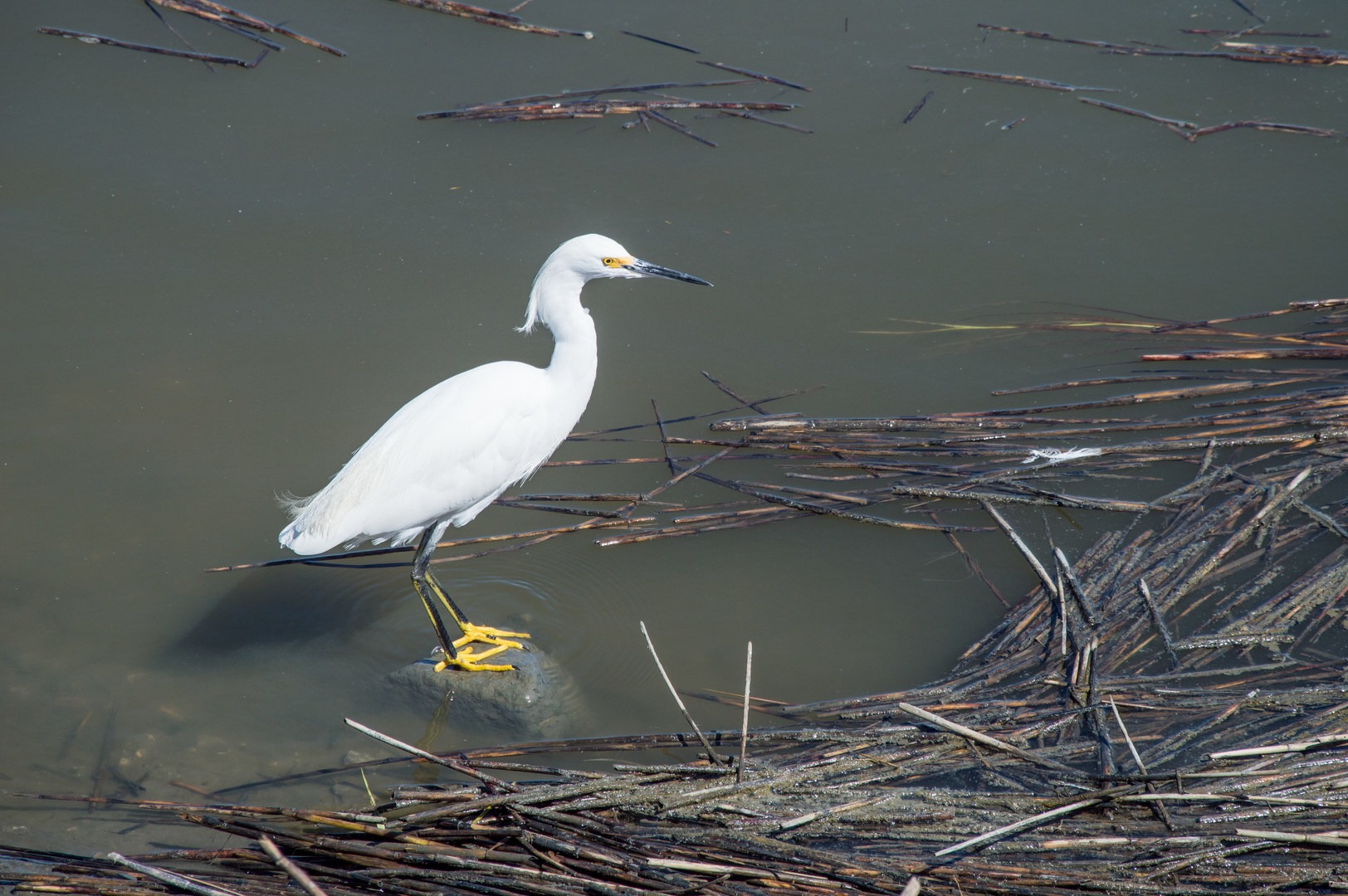 Snowy egret.