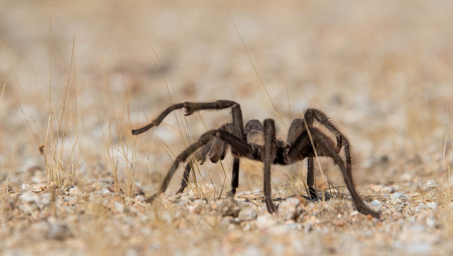 Tarantula heading back to its den.