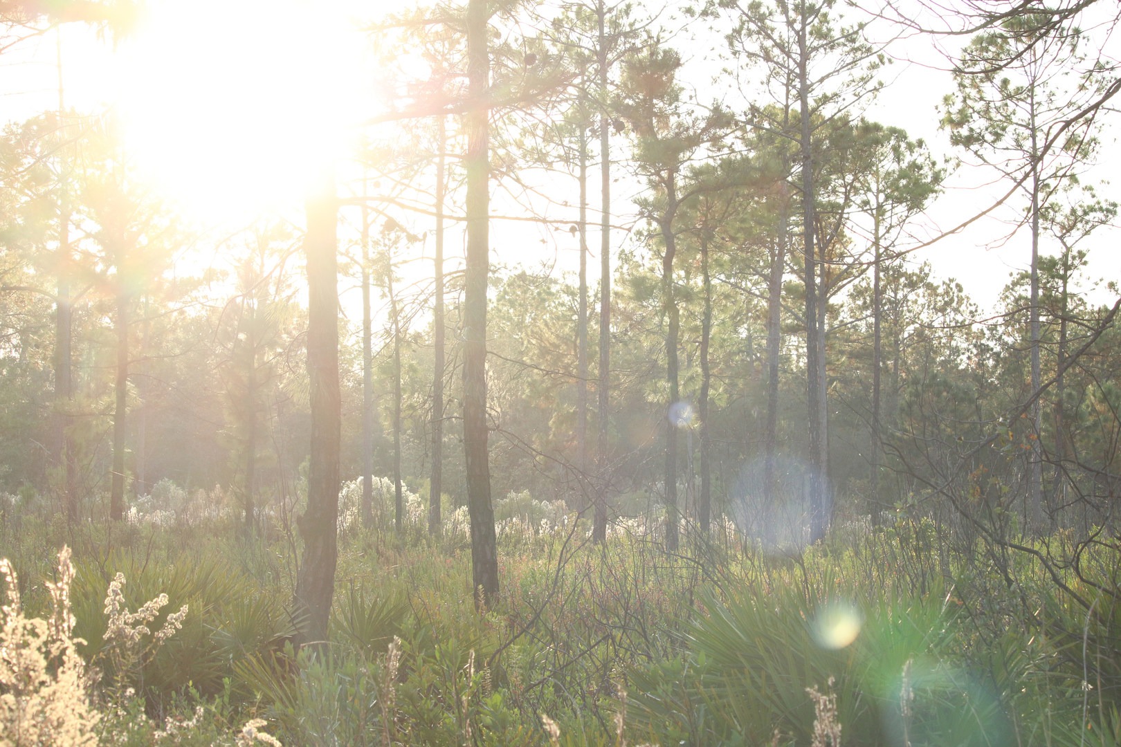 Sunset at Price's Scrub.