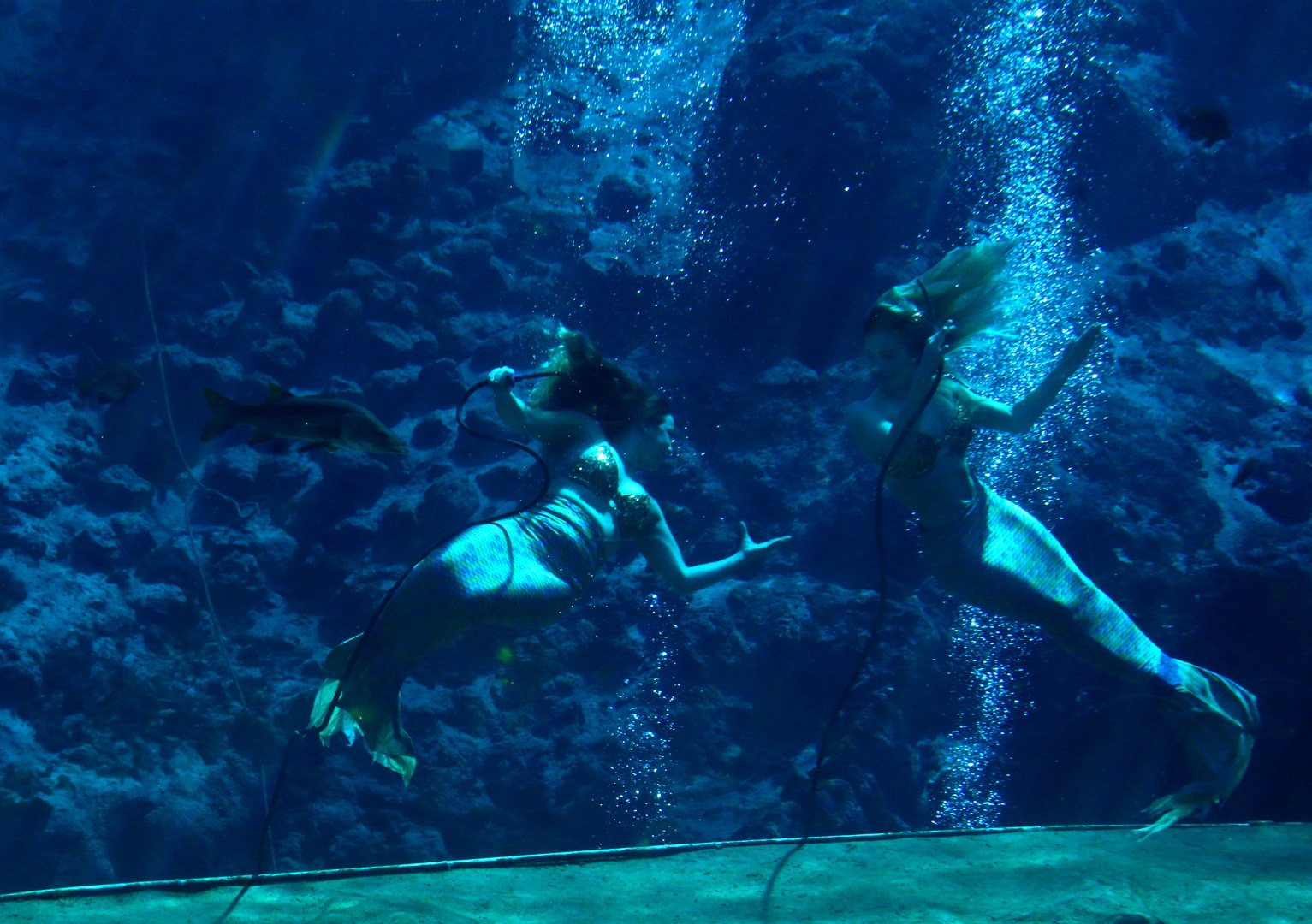 Mermaids performing in a morning show.