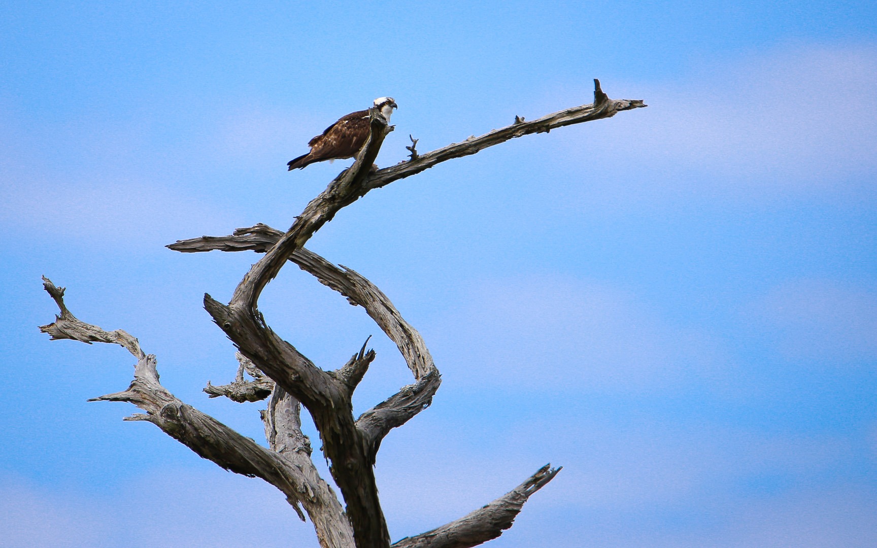 A young osprey in a standing-dead tree.