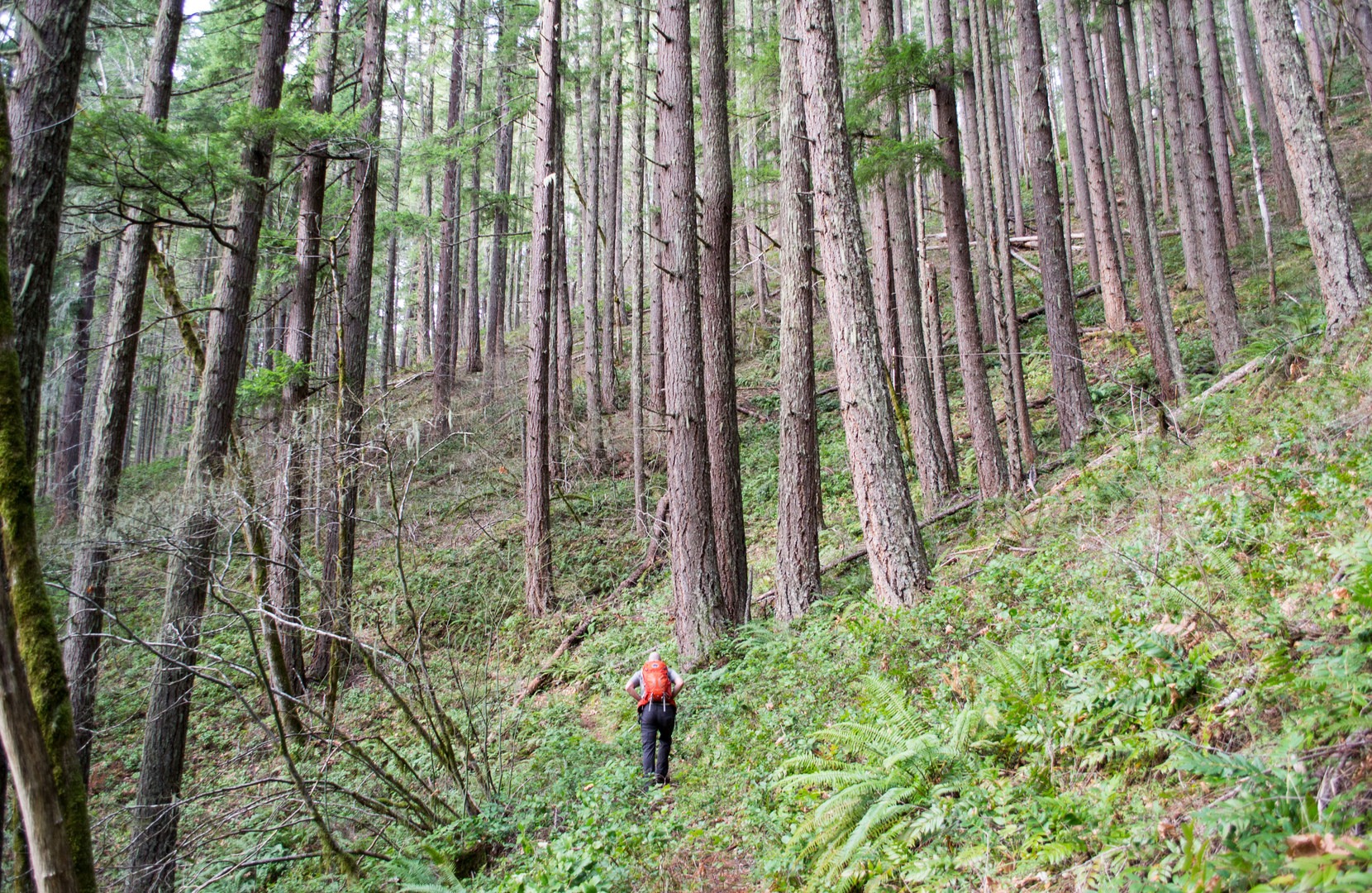 Joe's Peak Trail in the Willamette National Forest.