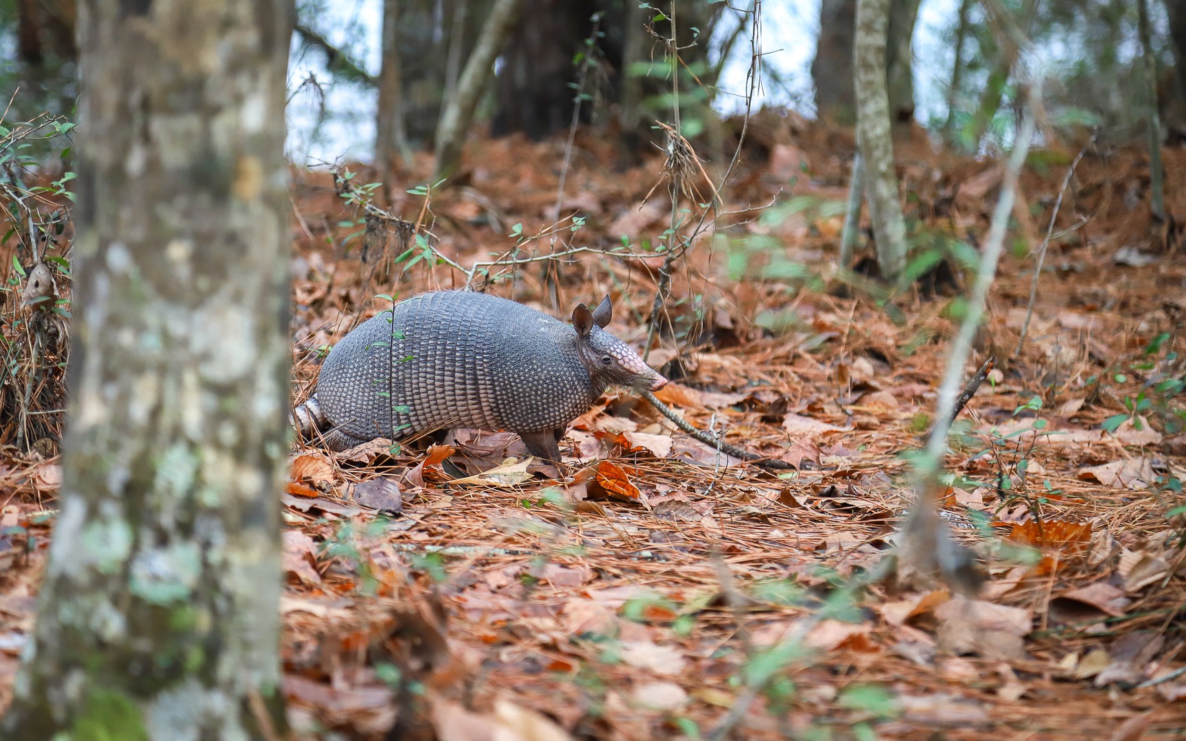 Armadillo are one of the forms of wildlife that can be seen along the trail.