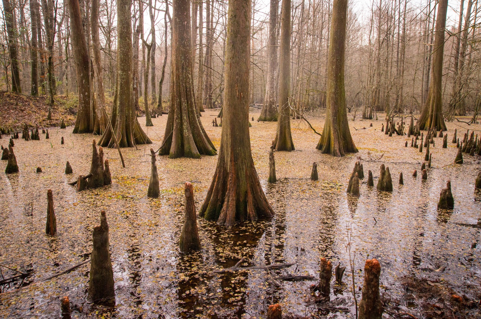 Beautiful Cypress swamps along the Bald Cypress Trail.