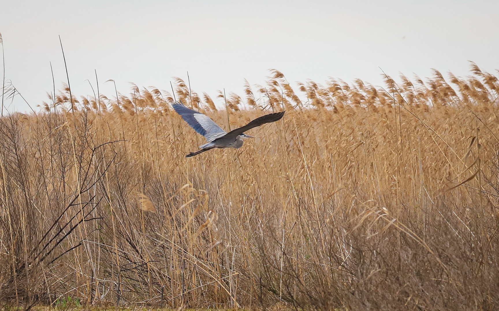 A heron flies above the marsh.
