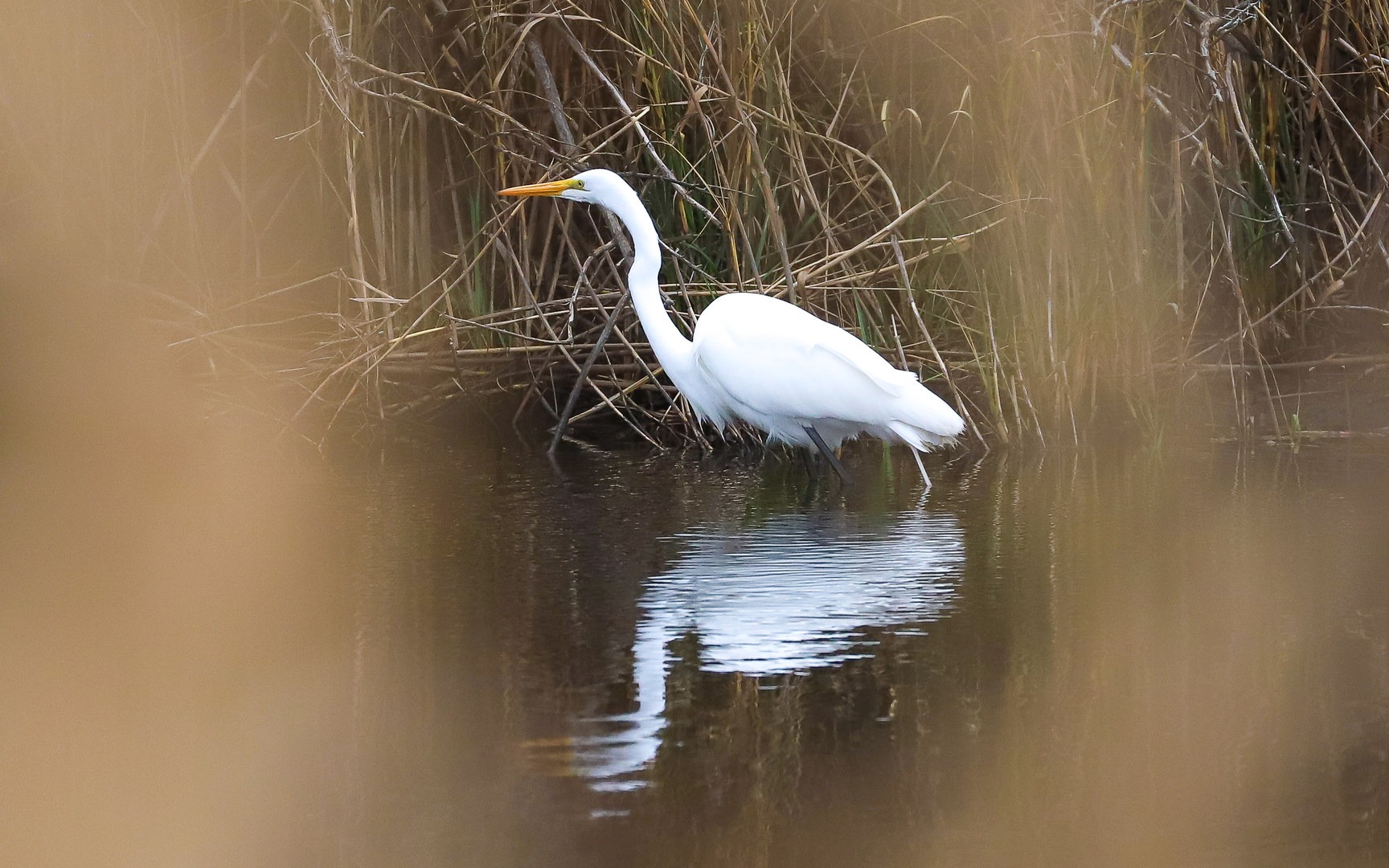 An egret stalking its food in the marsh.