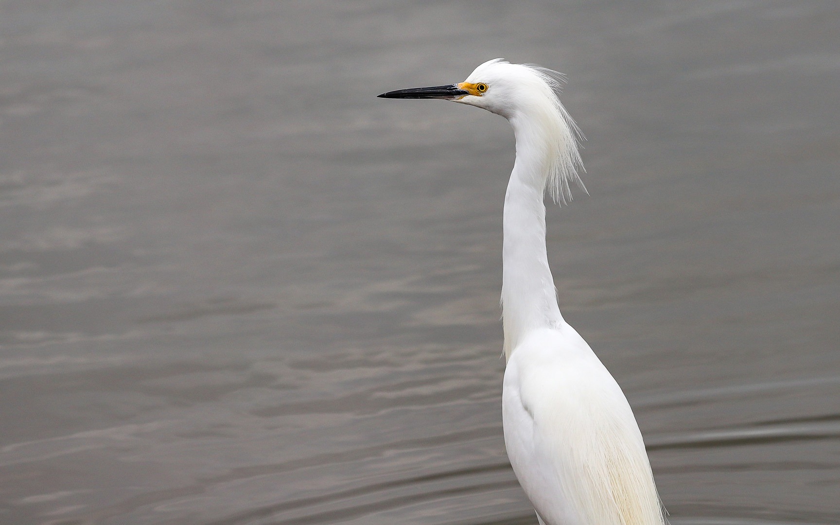 A snowy egret in the wildlife refuge.