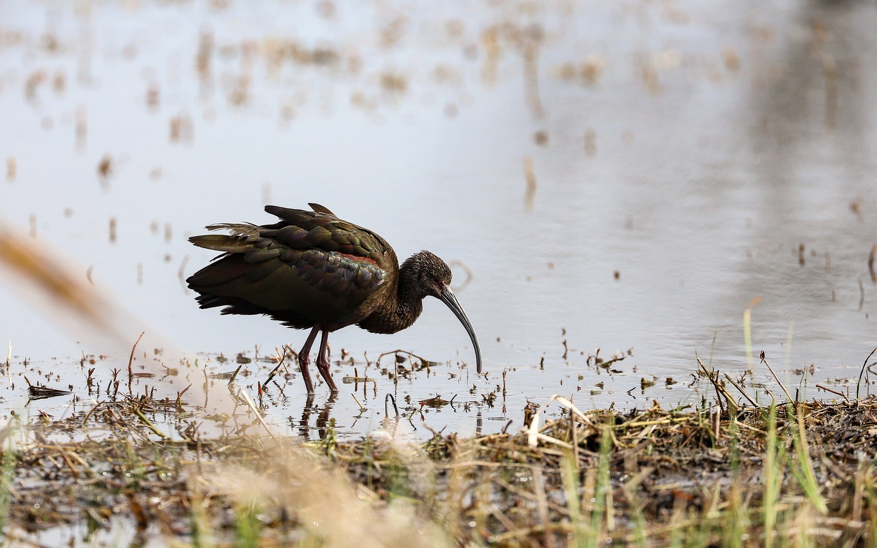 A glossy ibis wades through the Pintail Nature area.