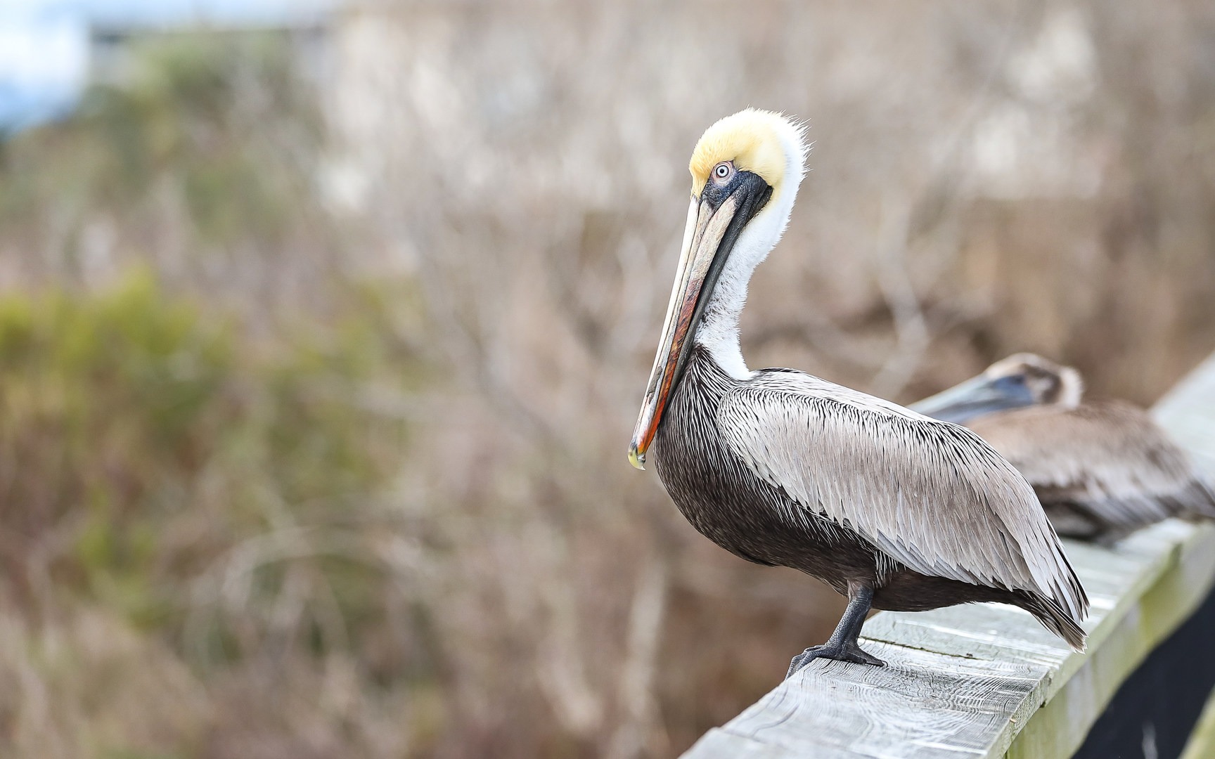 Brown pelicans, the Louisiana state bird, are numerous throughout the lagoon.