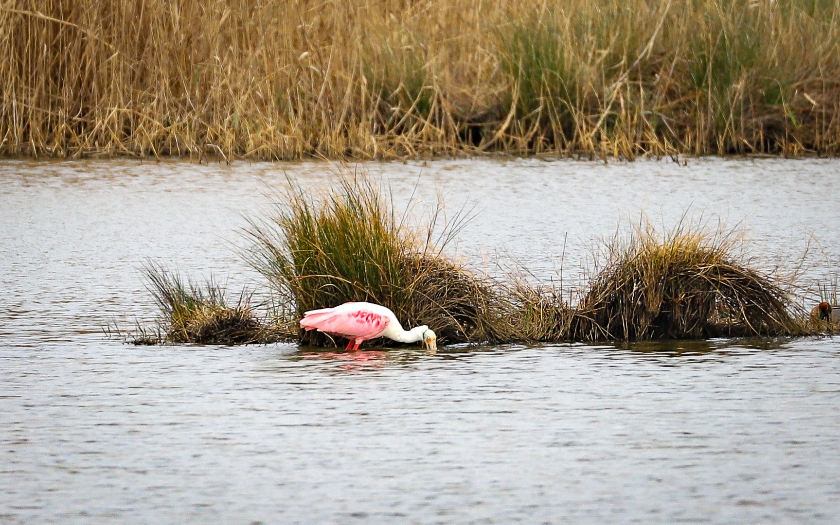 A roseate spoonbill digs for food in a marsh along the Creole Nature Trail.
