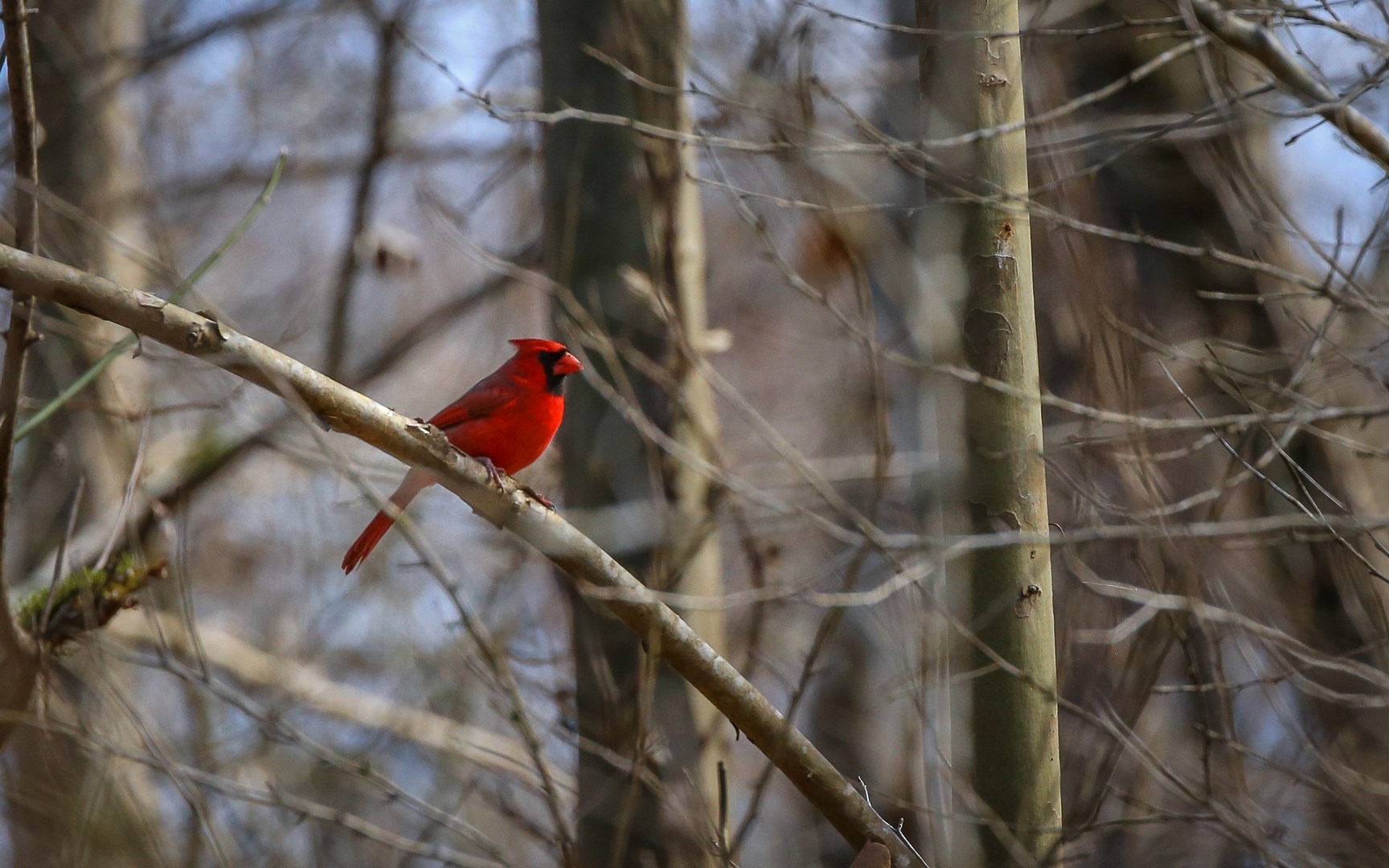A northern cardinal stands out in the canopy along Indian Bayou.