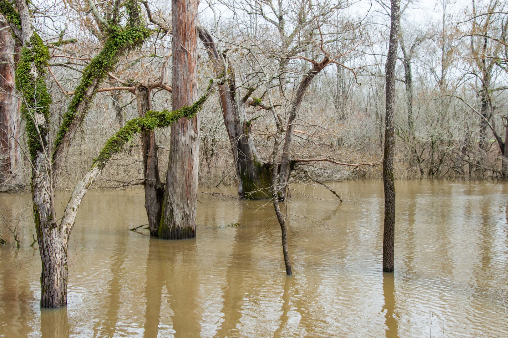 The large trees here are hundreds if not a thousand years old.