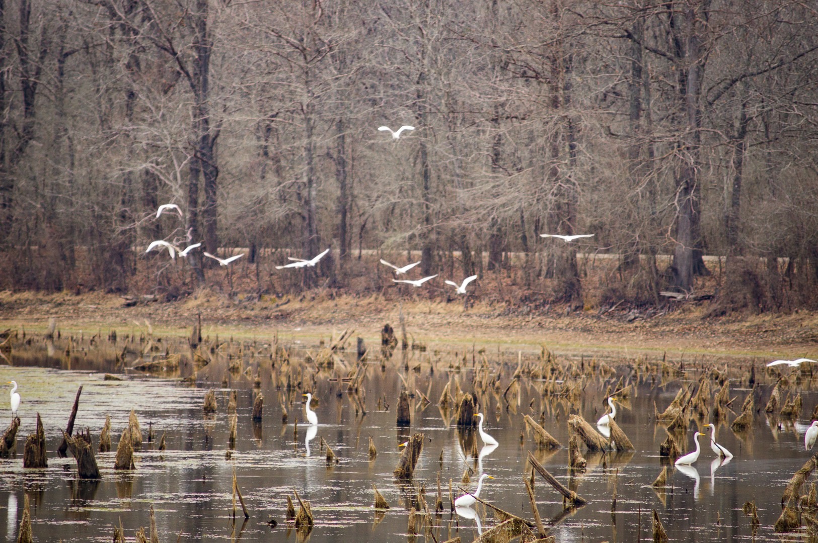 Visit Catahoula in the winter for the best chance at birdwatching!