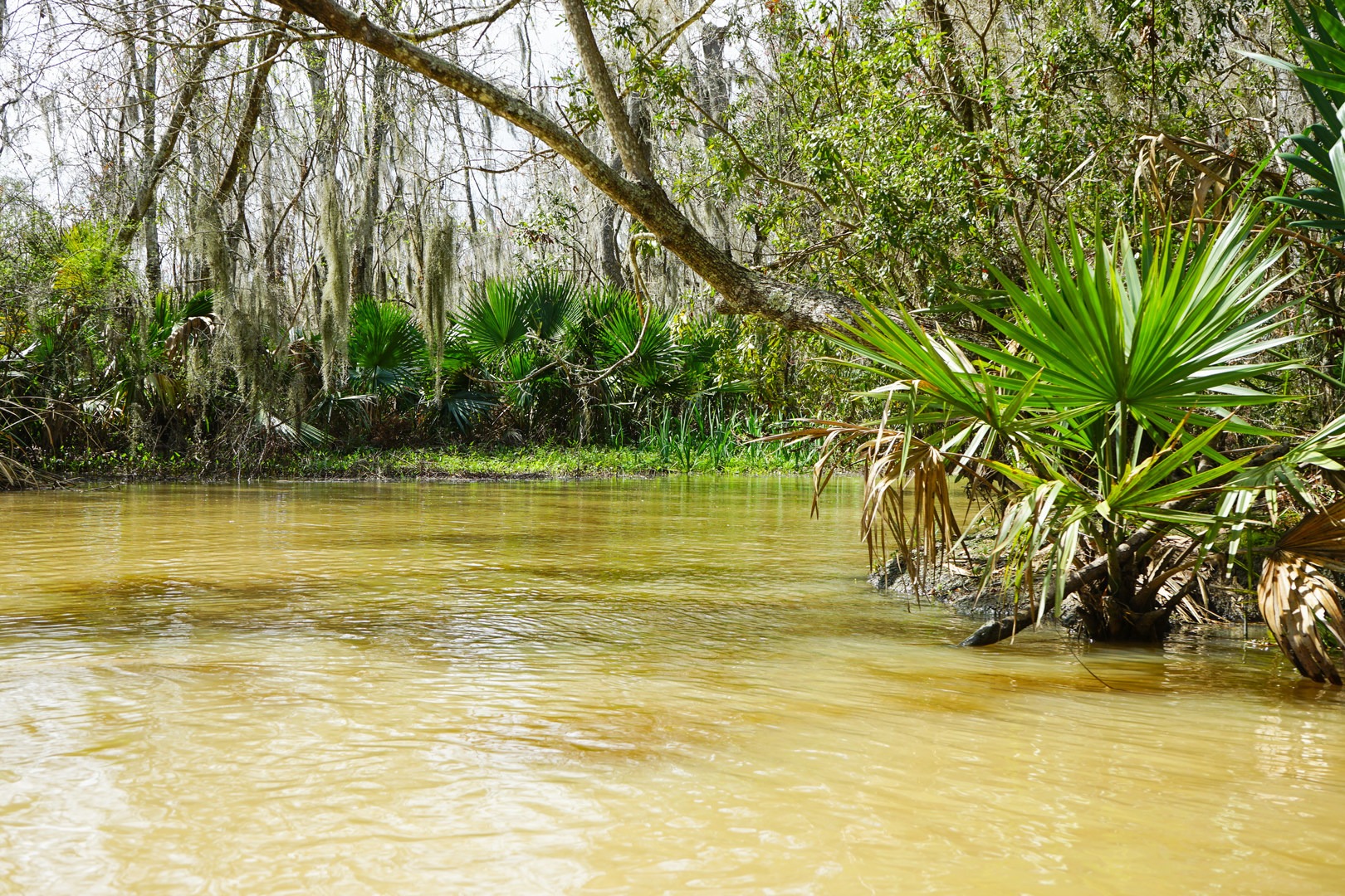 Palmettos and Spanish moss overhanging the water.