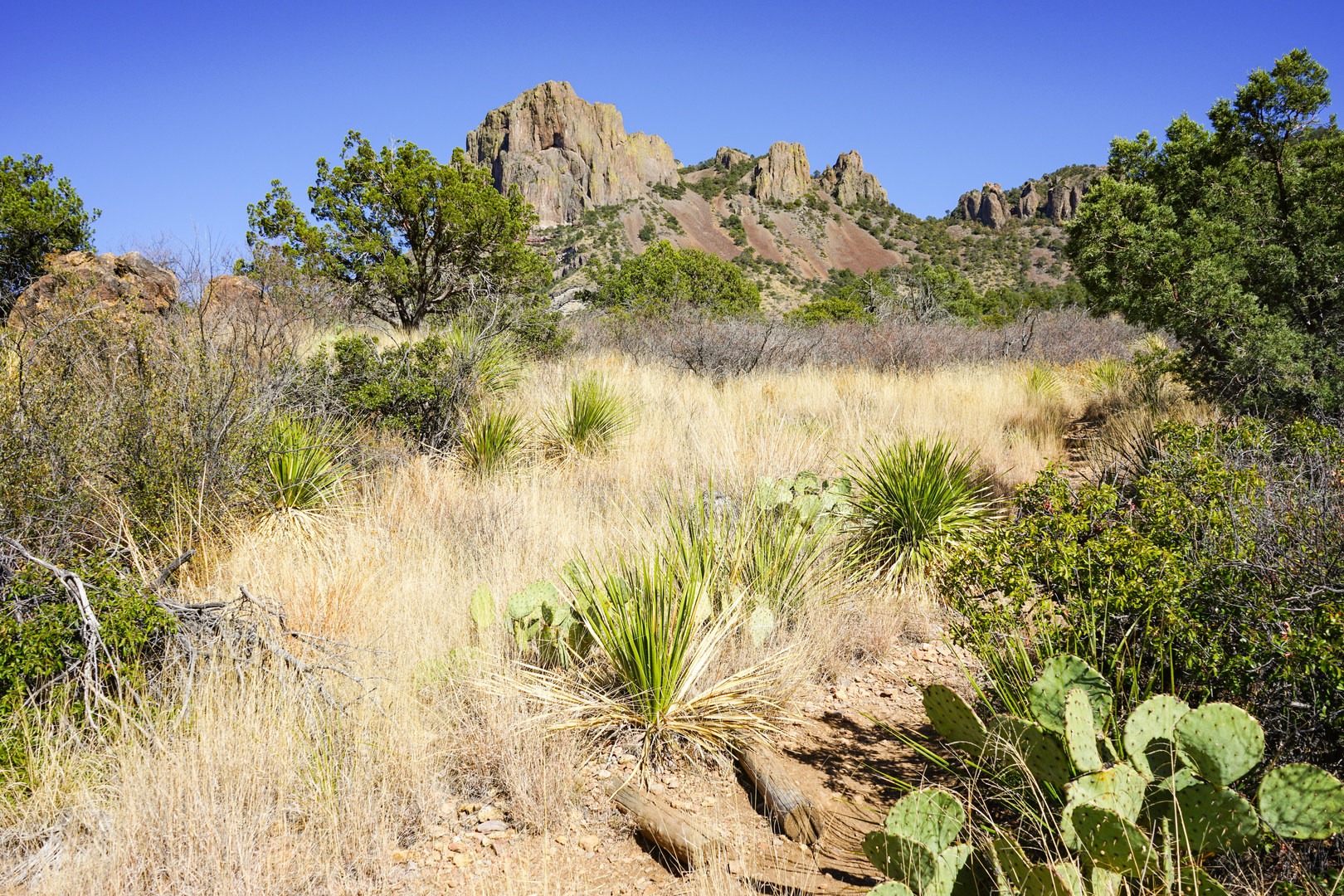 Diverse vegetation along the trail.