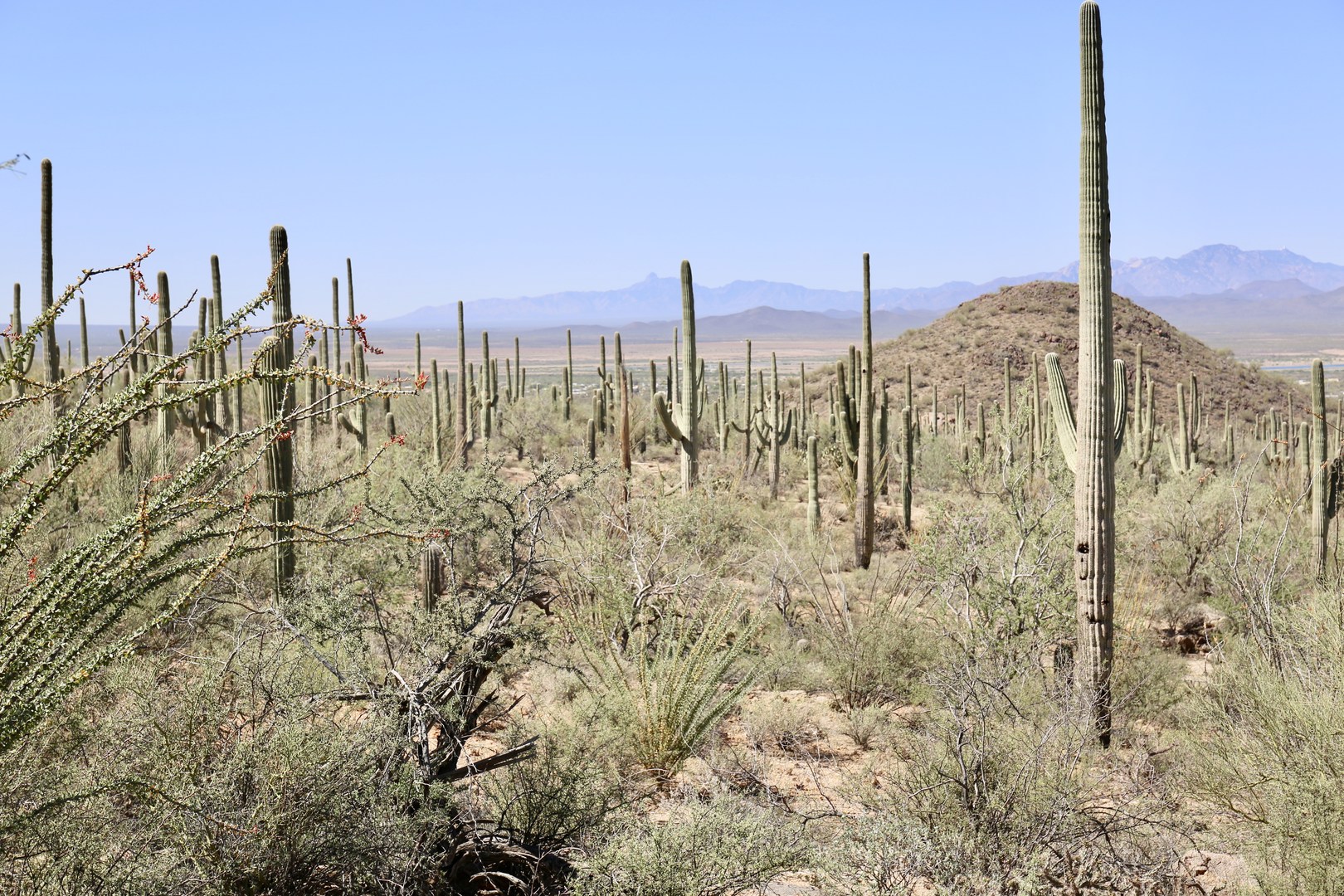 Forest of saguaro cacti.