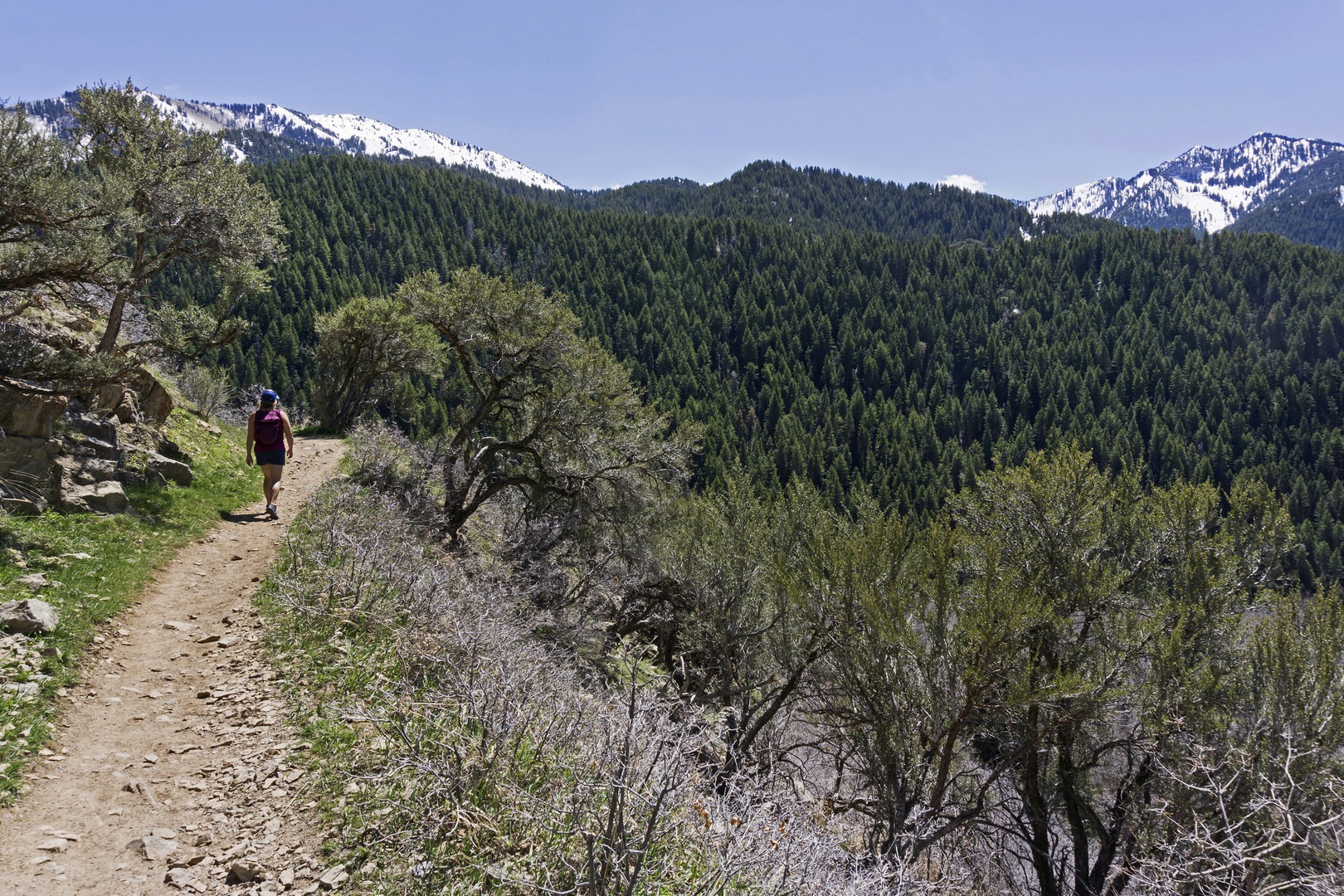 The pine forest across the canyon is lush and healthy, always a great sight to see.