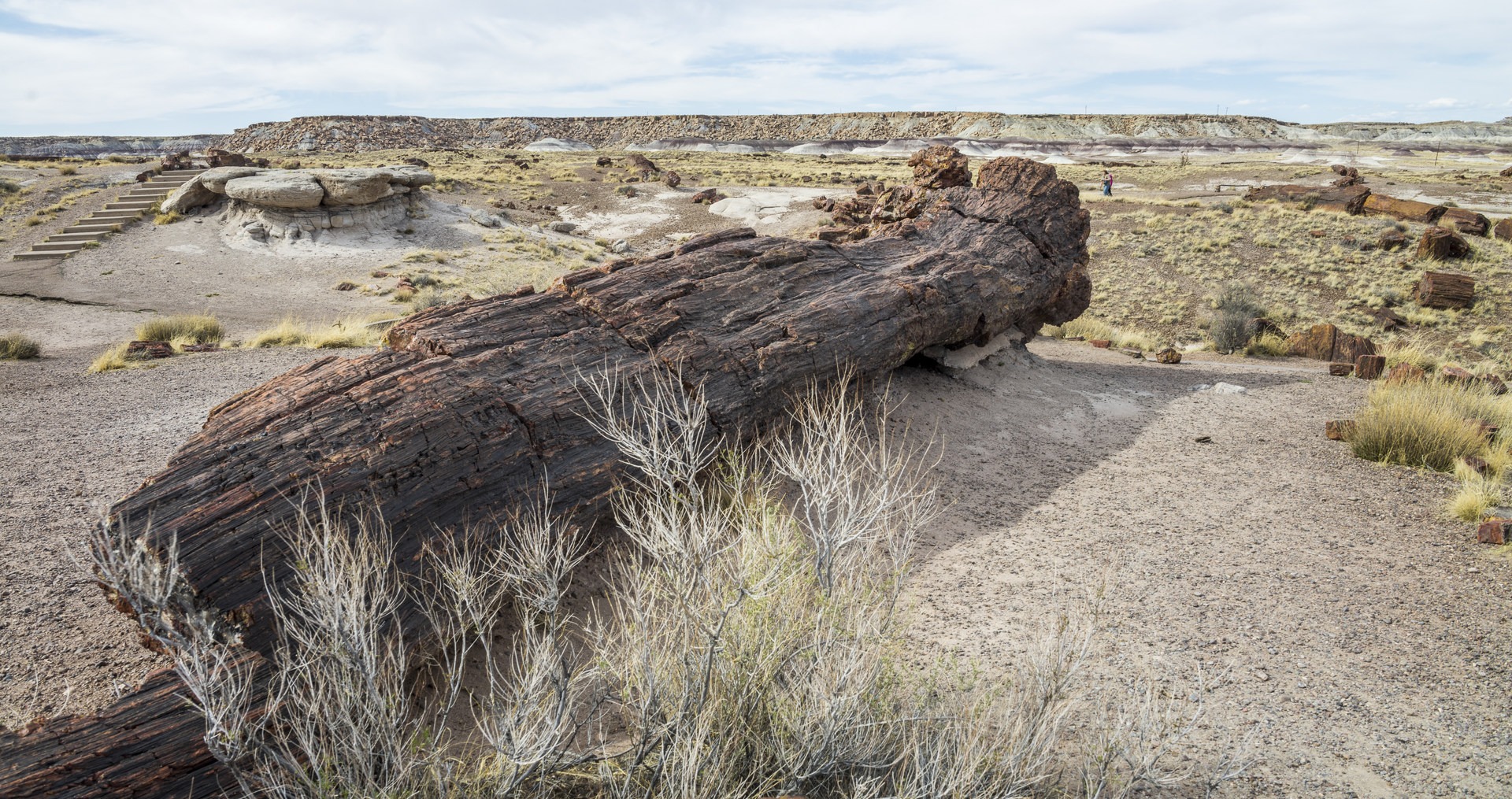 Giant petrified log.