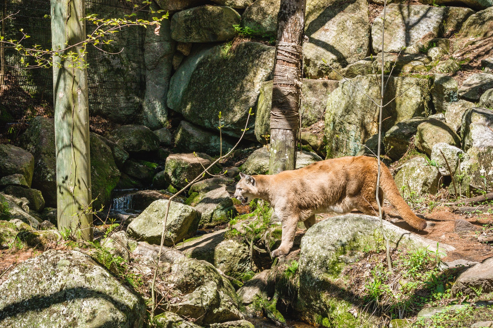 A mountain lion stalking a chipmunk.