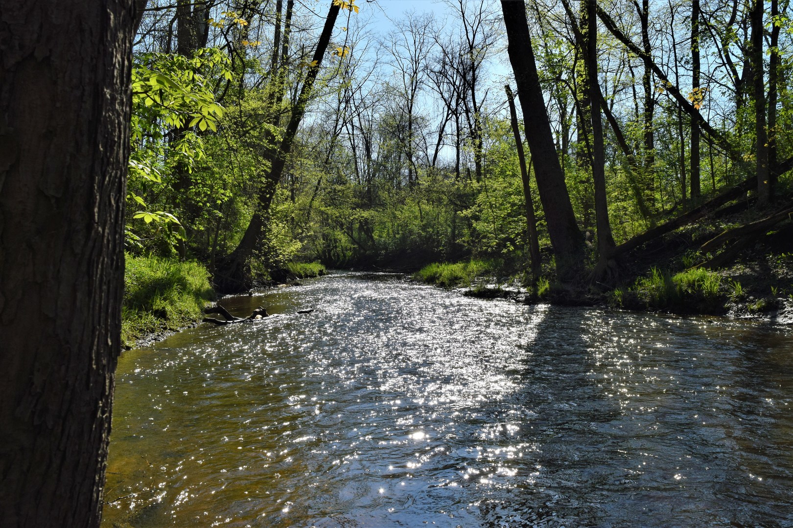 Willow Creek running through the preserve.