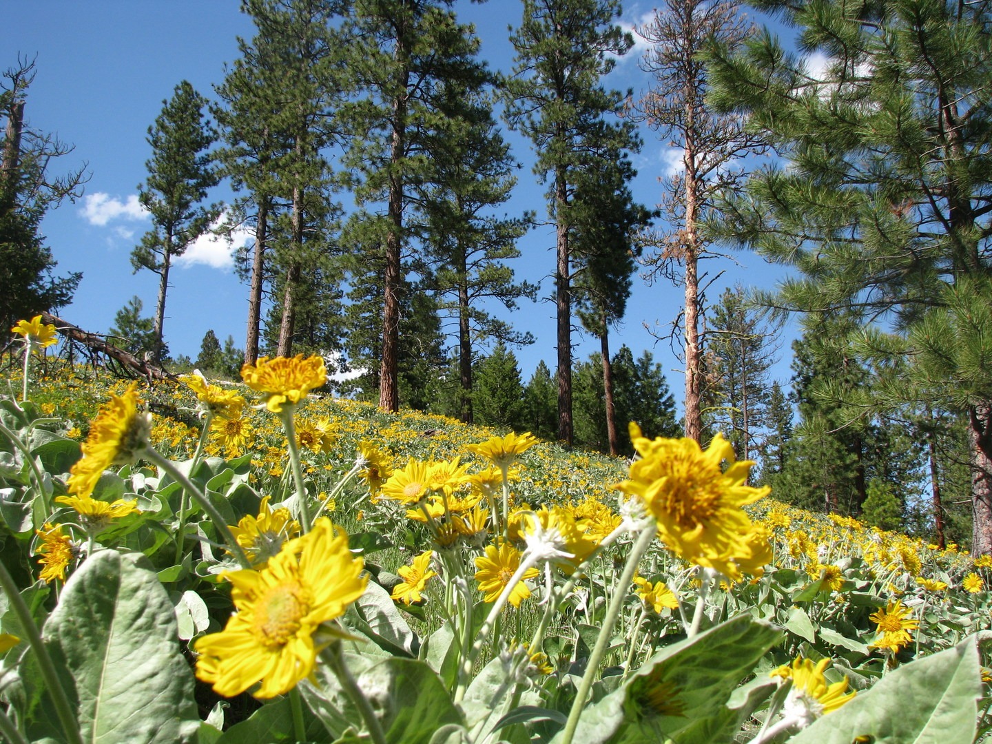 Wildflowers all along the trail.