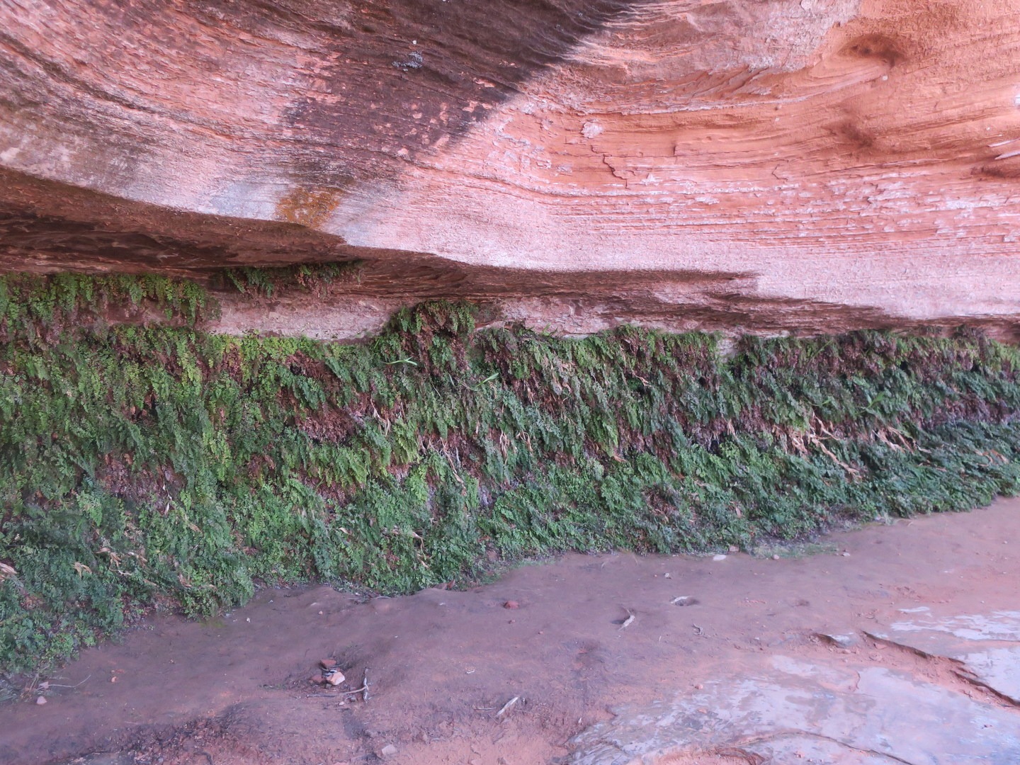 The Hanging Garden in Glen Canyon National Recreation Area.