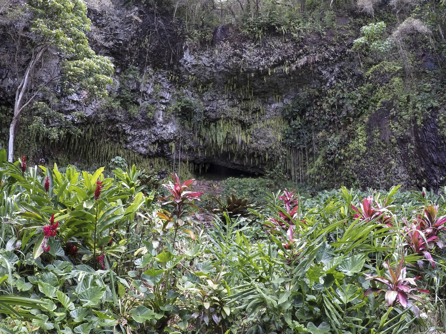 The Fern Grotto, now much smaller than it once was.