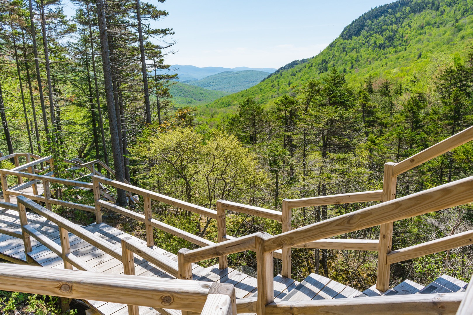 Side trail to a scenic view and an old-growth tree.